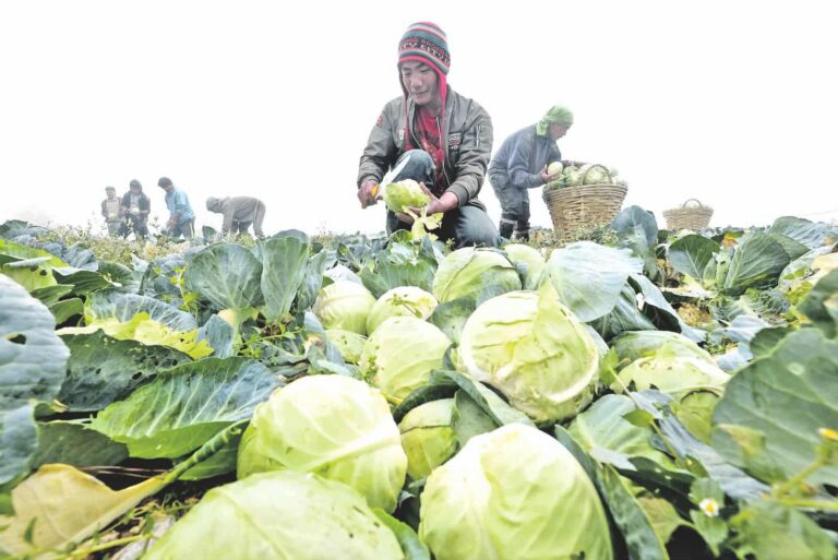 Gov’t to Buy Excess Harvest From Farmers